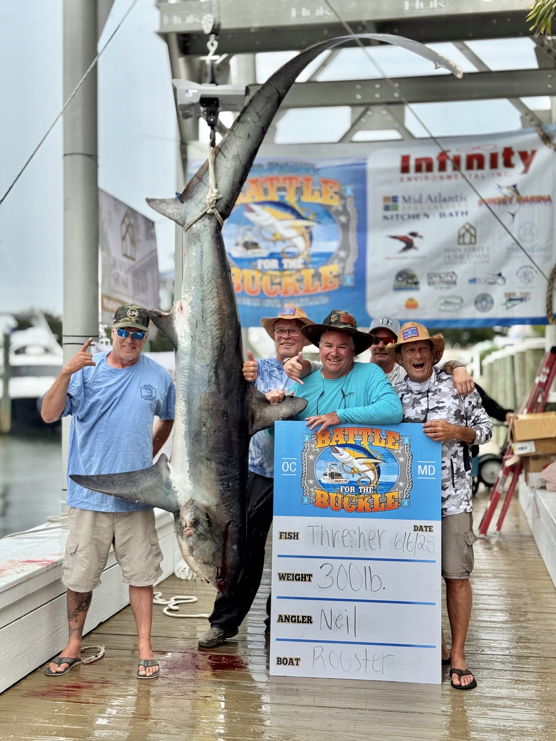 300 Pound Thresher Shark Hits the Scale at Battle for the Buckle
