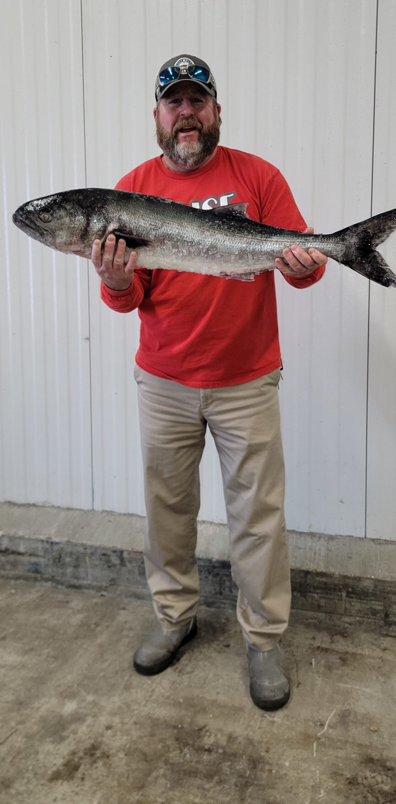 Flounder Action and The First Big Bluefish of the Season