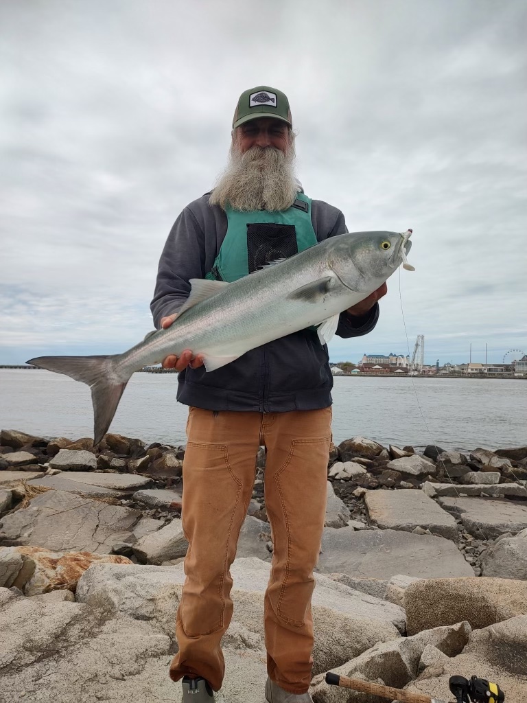 Big Bluefish and Rock From the Jetty