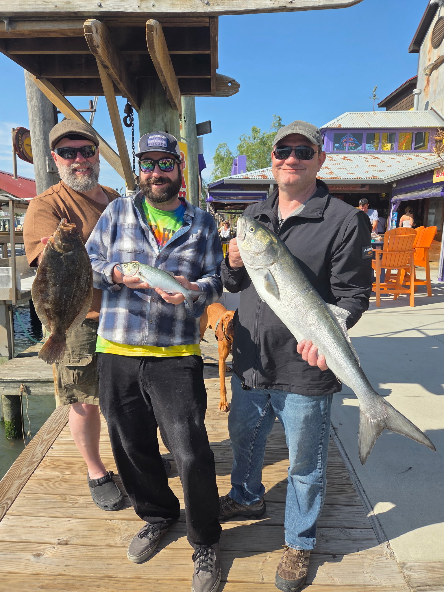 Bigger Bluefish Showing Up