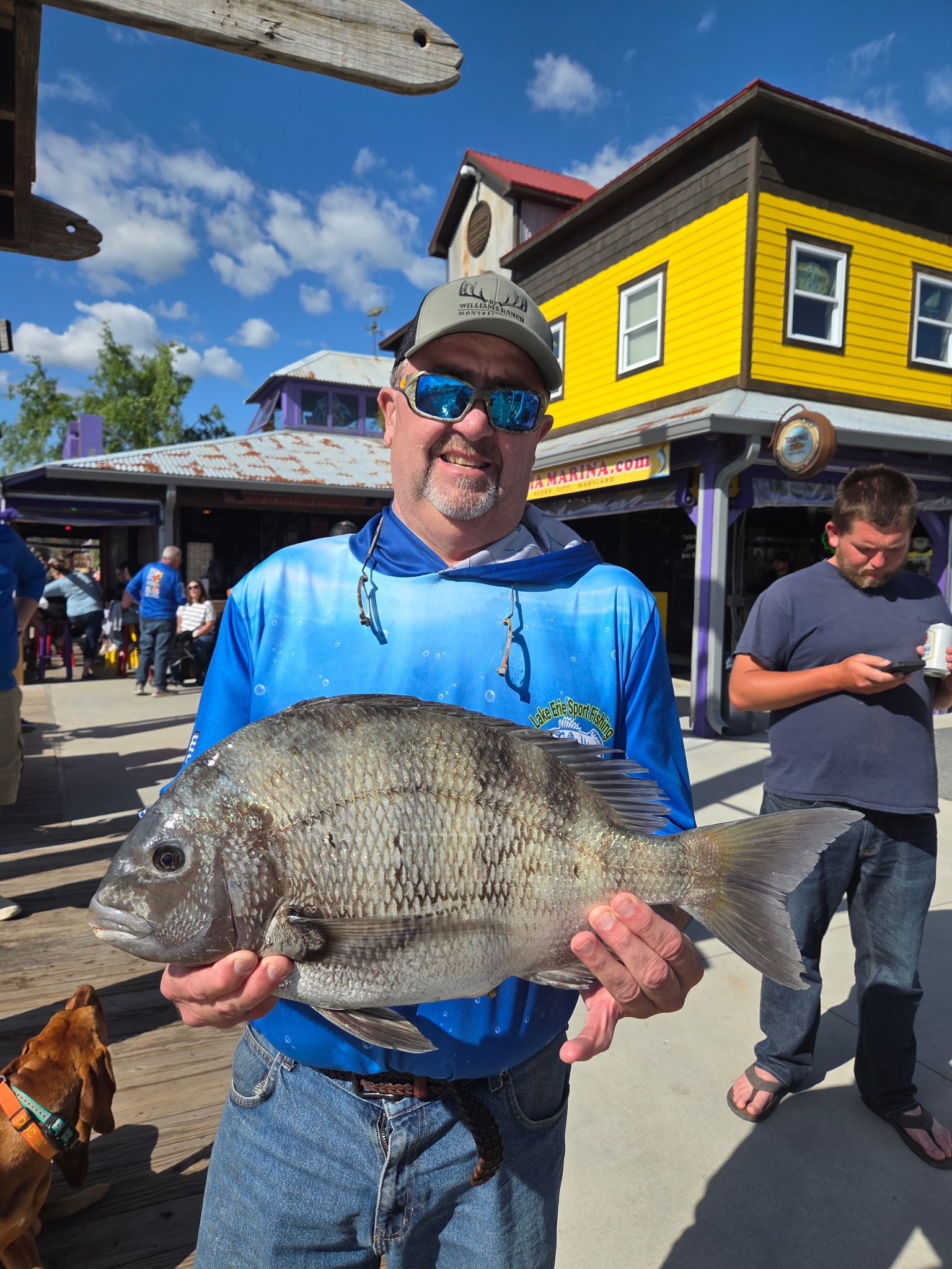 Some Sheepshead Showing Up