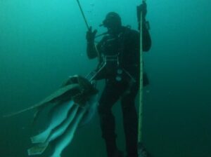 Scuba diver holding a line with four large fish