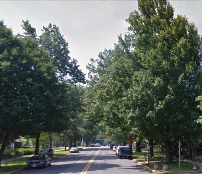 Trees Union Avenue 2