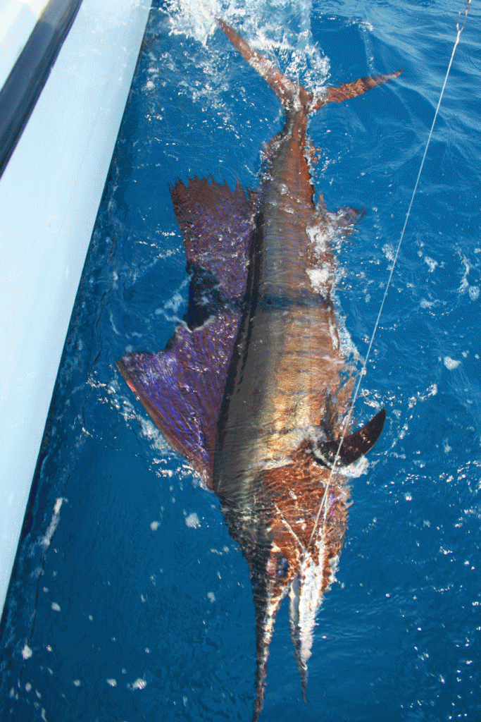 Huge brown fish being reeled in to a boat in OC MD