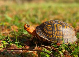 a small turtle is walking through the grass