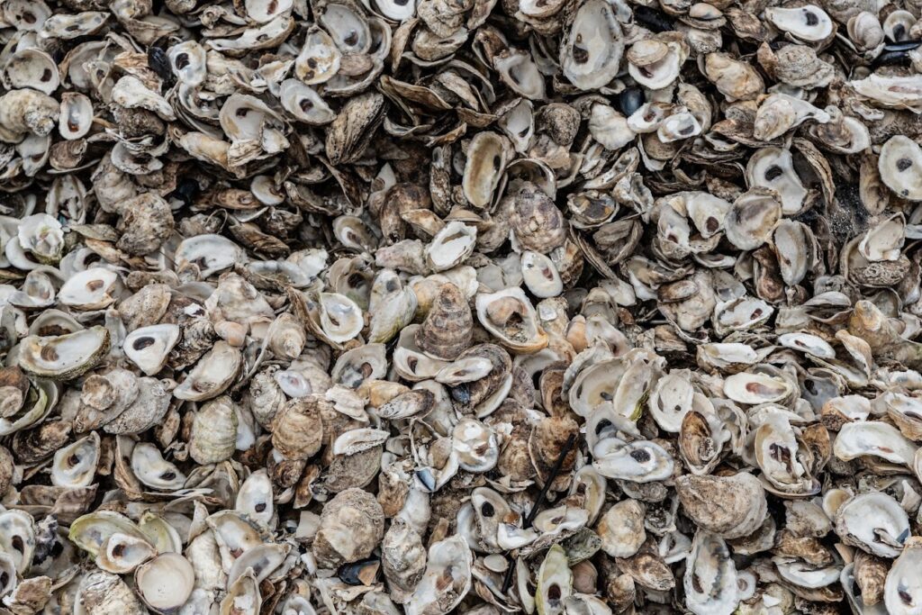 a pile of oysters that are all over the place