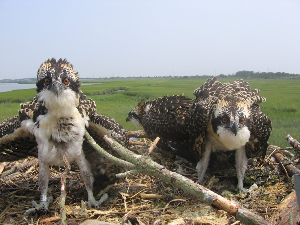 three birds sitting on top of a pile of sticks