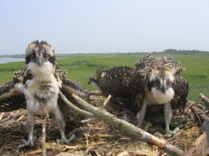 three birds sitting on top of a pile of sticks