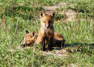 two foxes are sitting in the grass together