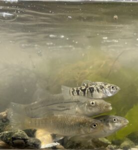 a group of fish swimming in an aquarium