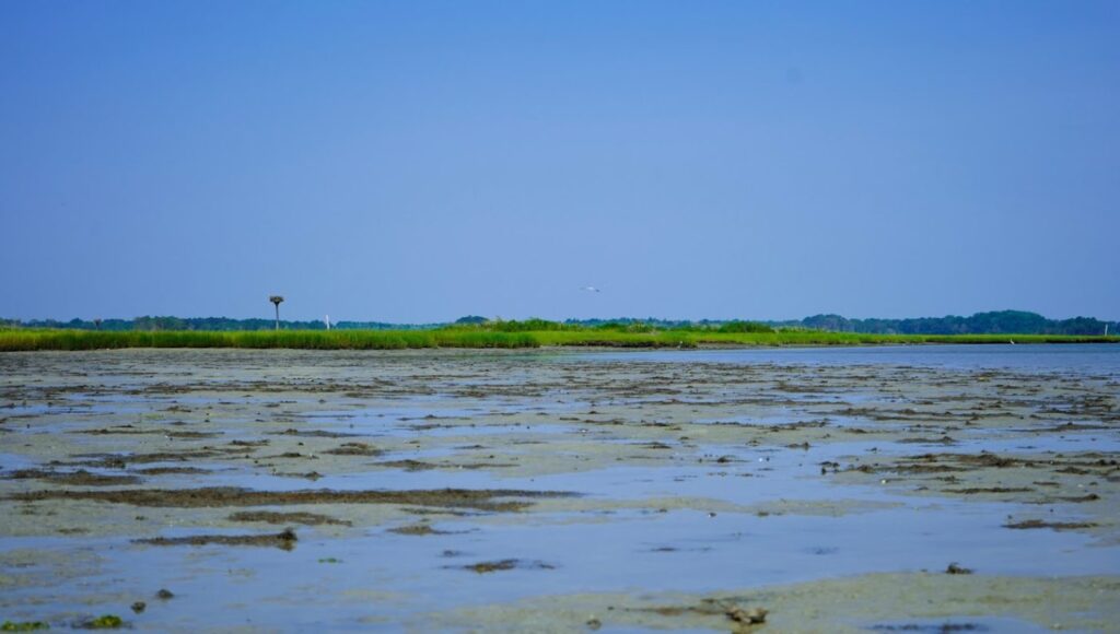 a body of water surrounded by land and trees