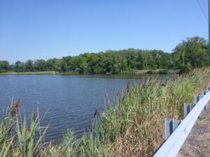 a body of water surrounded by trees and grass