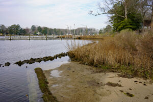 a body of water surrounded by tall grass