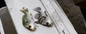 two dead fish on a scale with a measuring tape