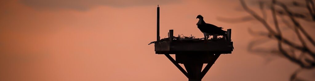 a bird is standing on top of a tower