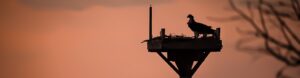 a bird is standing on top of a tower