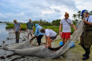 several people standing around a dead animal on the beach