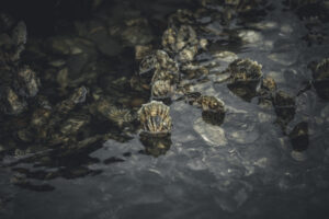 some rocks in the water and one is submerged
