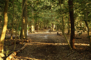 a path in the woods with lots of trees
