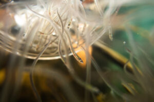 a close up view of the inside of a bowl