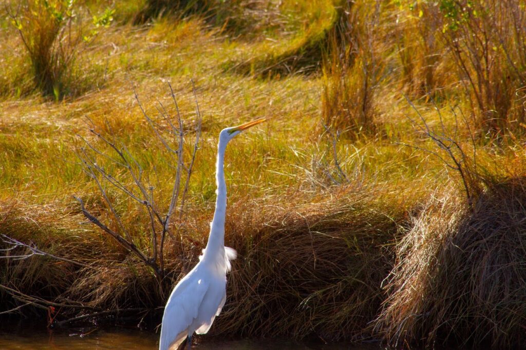 a large white bird standing on top of a body of water
