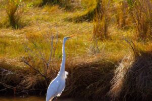 a large white bird standing on top of a body of water