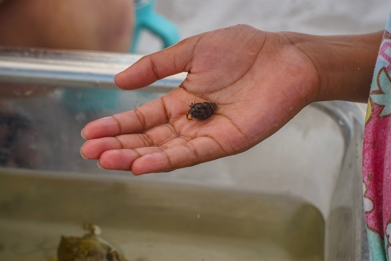 a person holding a small bug in their hand