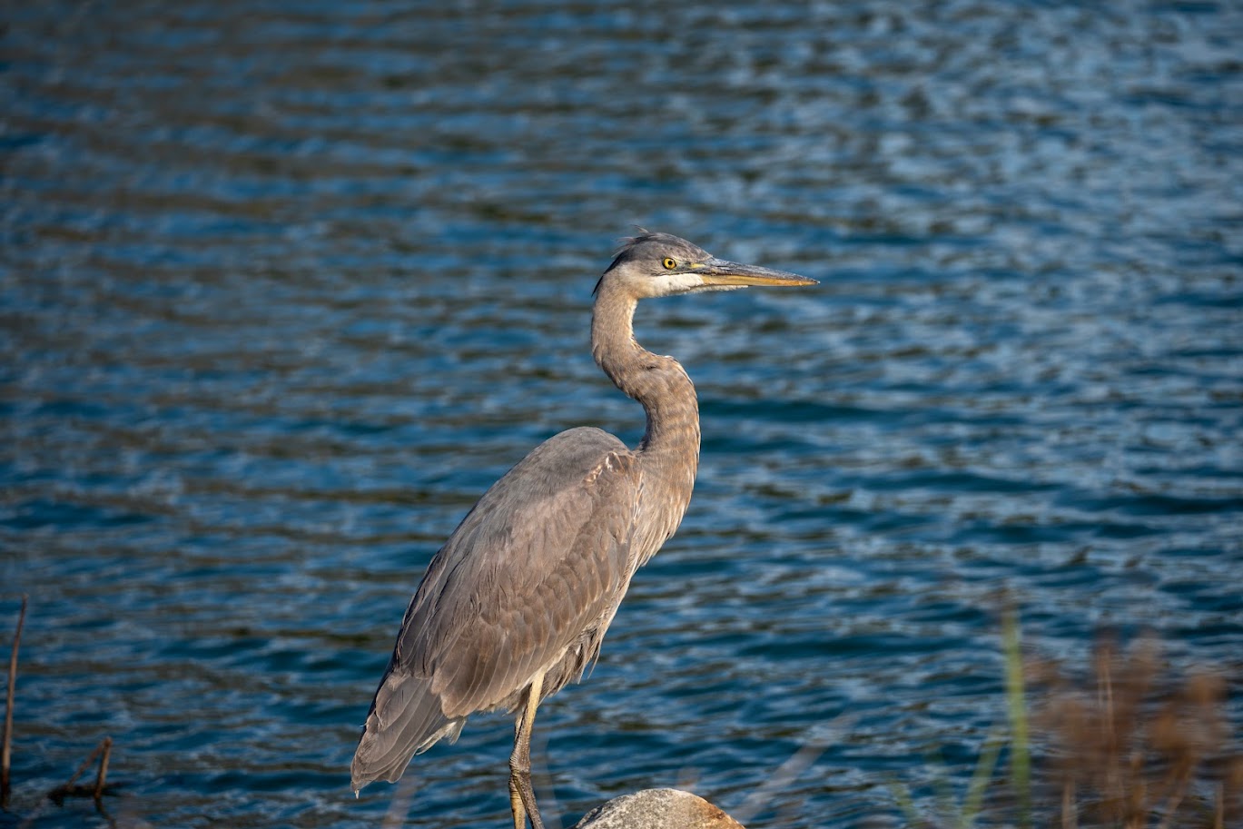 a large bird standing on top of a rock near the water