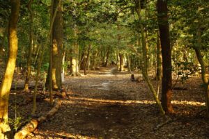 a path in the middle of a forest with lots of trees