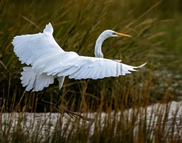 a large white bird flying over a body of water