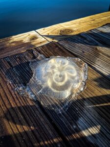 a jellyfish on a wooden dock next to a body of water