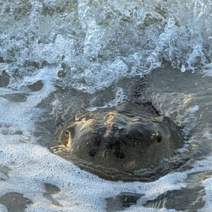 Horseshoe Crab at James Farm