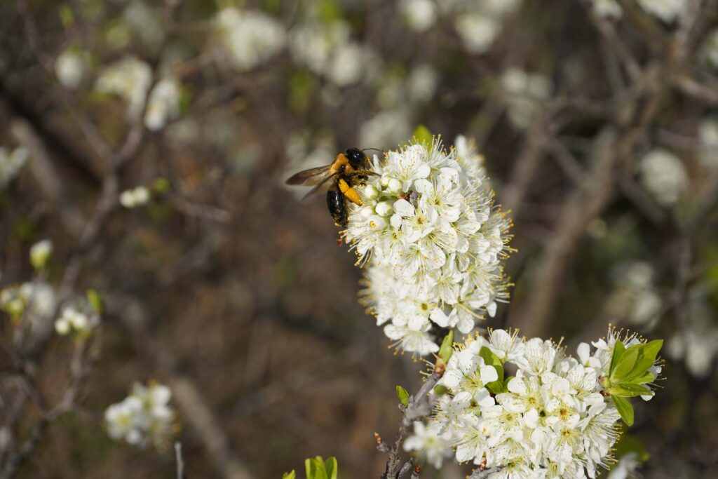 bee on beach plum pollinator native plant