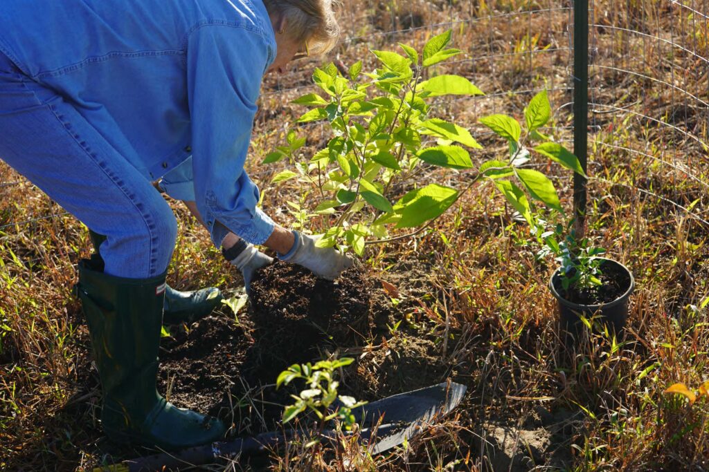 Volunteers help plan trees to create mini forests