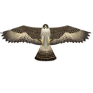 Falcon Birds Of Prey Kite - 48"