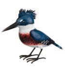 Kingfisher Songbird Decoration