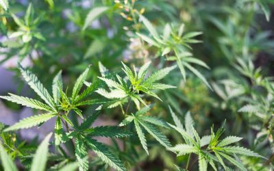 This is a picture of hemp, the primary ingredient of hempcrete