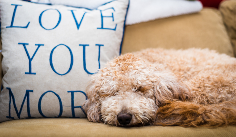 a brown dog laying on top of a couch next to a pillow