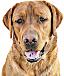a close up of a dog's face on a white background