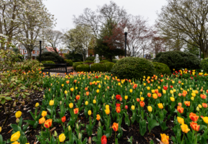 a field full of yellow and red flowers
