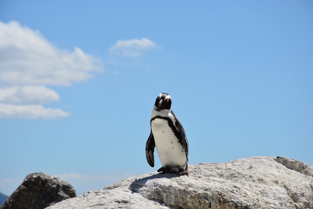 penguin on rocks