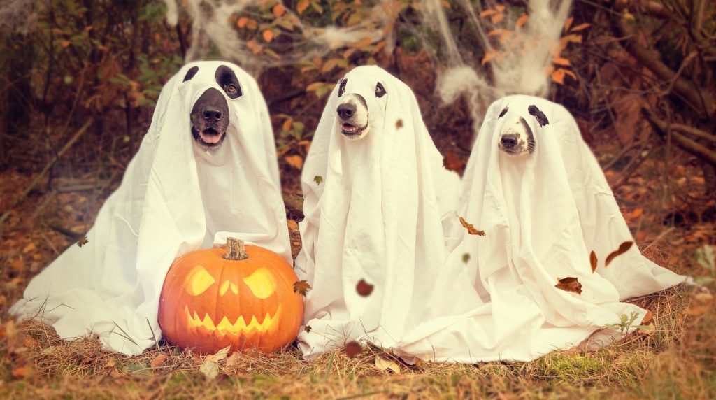 three dogs dressed up as ghosts with pumpkin