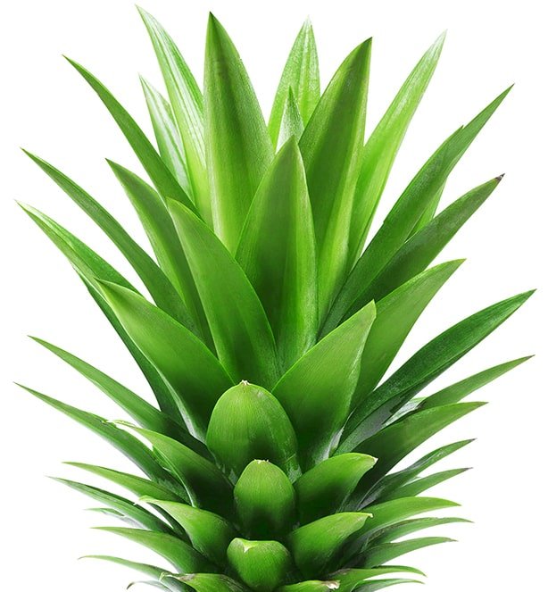 top of pineapple