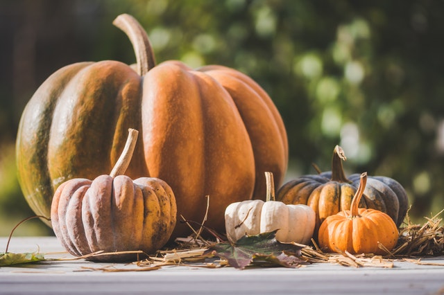 Large pumpkin with smaller pumpkins
