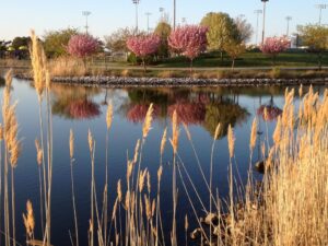 a body of water surrounded by tall grass