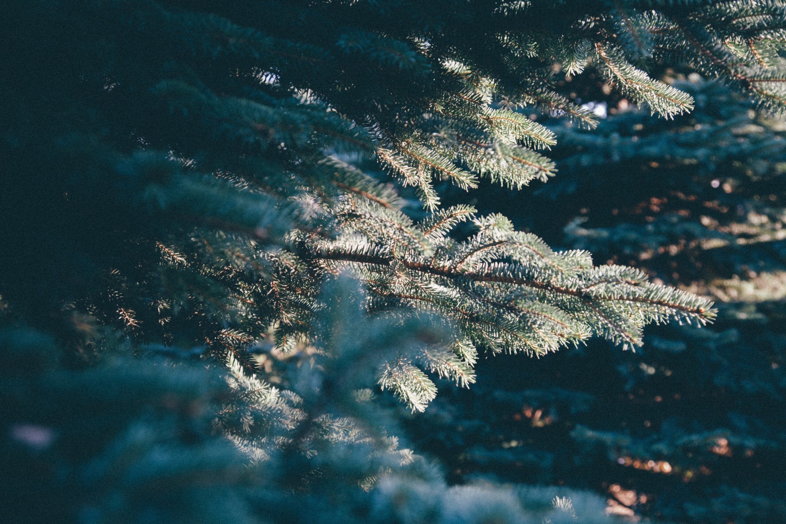 White Marsh Orchard & Christmas Trees