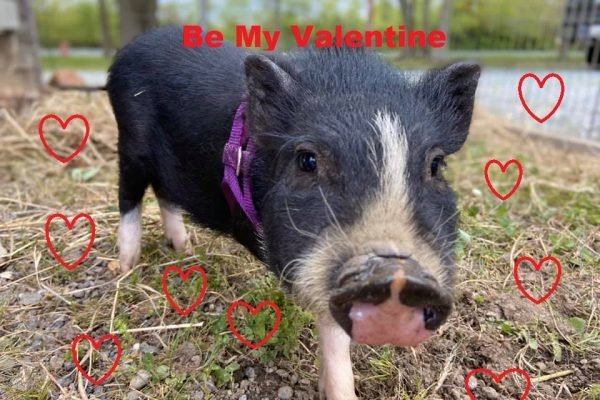 Valentine's at the Farm in Queen Anne's County, Maryland