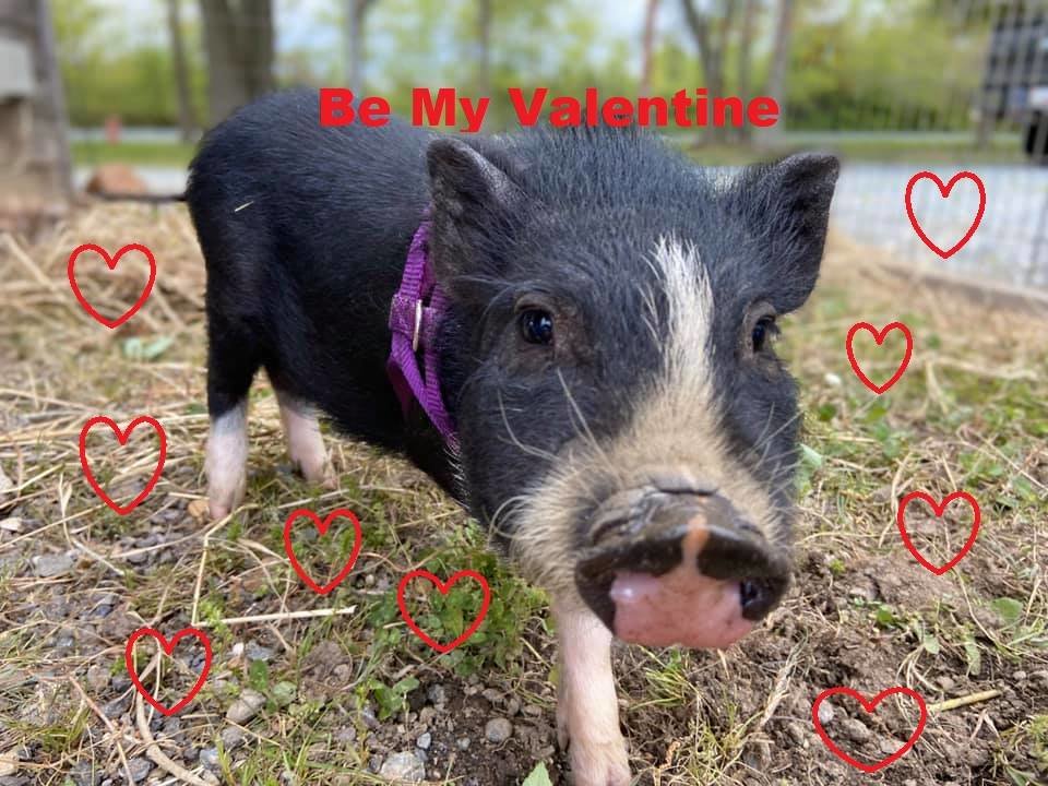 Valentine's at the Farm in Queen Anne's County, Maryland