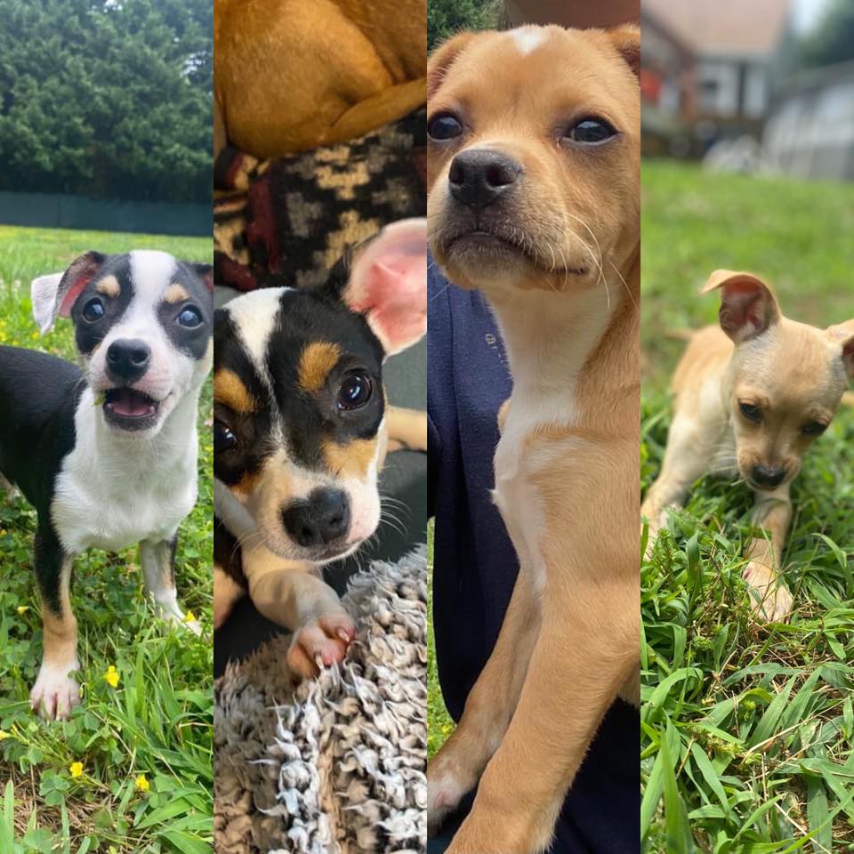 puppy meet and greet animal welfare
