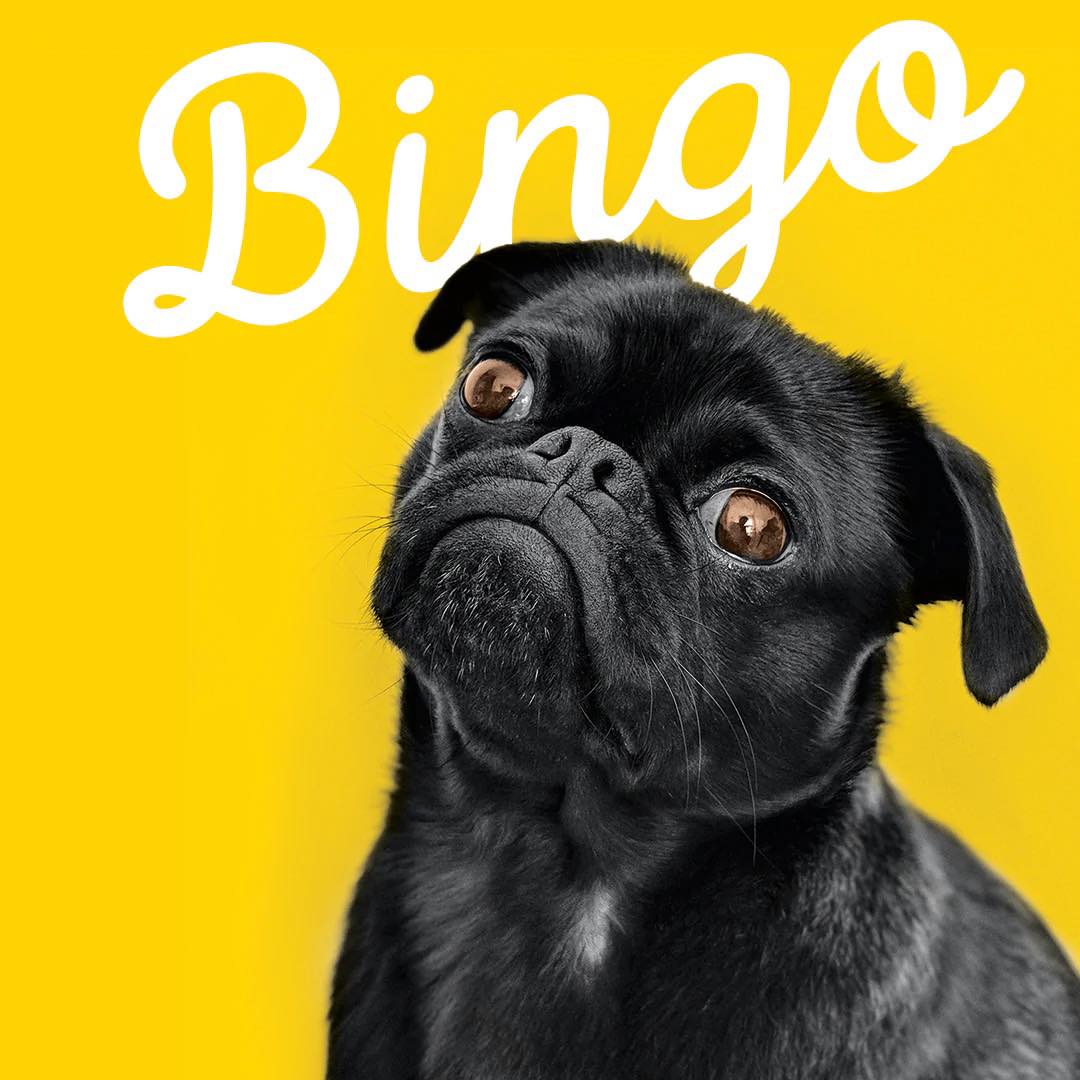 Bingo Halloween Chesapeake Cats and Dogs